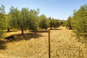 Terreno con piccolo fabbricato e trattore