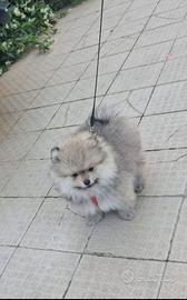 Cucciola di spitz di Pomerania nano