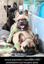 bulldog francese maschi