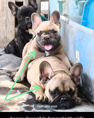bulldog francese maschi