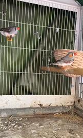 Bengalini