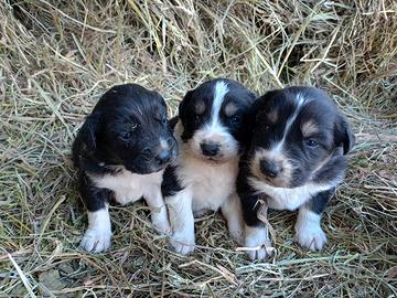 Cuccioli maremmano x pastore australiano