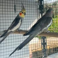 Coppia di Calopsite riproduttiva