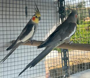 Coppia di Calopsite riproduttiva