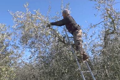 Potatore di ulivi