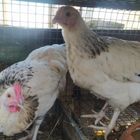Coppia maschio e femmina di galline Columbia Susse