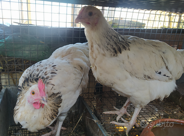 Coppia maschio e femmina di galline Columbia Susse