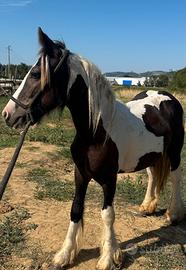 Puledro Irish Cob - Gypsy Vanner