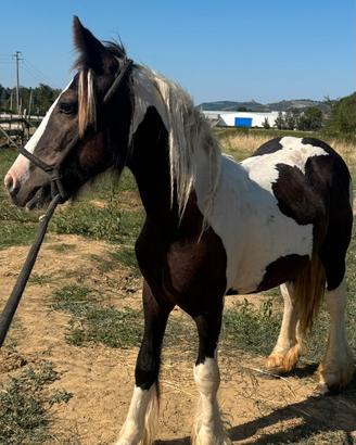 Puledro Irish Cob - Gypsy Vanner