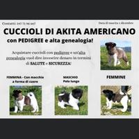 Cuccioli akita americano
