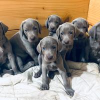 Weimaraner cuccioli pubblicita' segugio