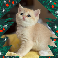 Prenotazione Natale British Shorthair Golden