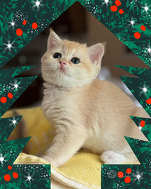 Prenotazione Natale British Shorthair Golden