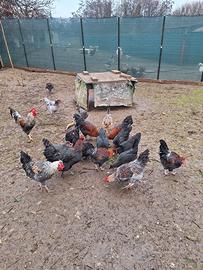 Galletti razza Marans