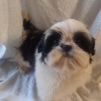 Cuccioli di Shih Tzu con pedigree Enci