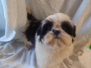 Cuccioli di Shih Tzu con pedigree Enci