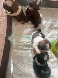 Cuccioli shih-tizu 60 giorni