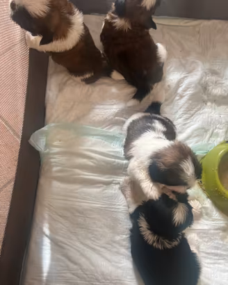 Cuccioli shih-tizu 60 giorni
