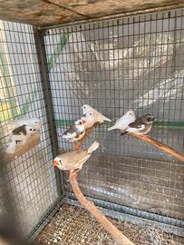 Diamantini mandarini