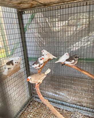 Diamantini mandarini