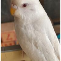 Cocorite si cede in blocco e al dettaglio