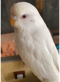 Cocorite si cede in blocco e al dettaglio