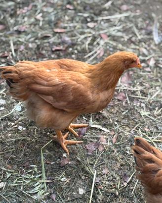 Galline