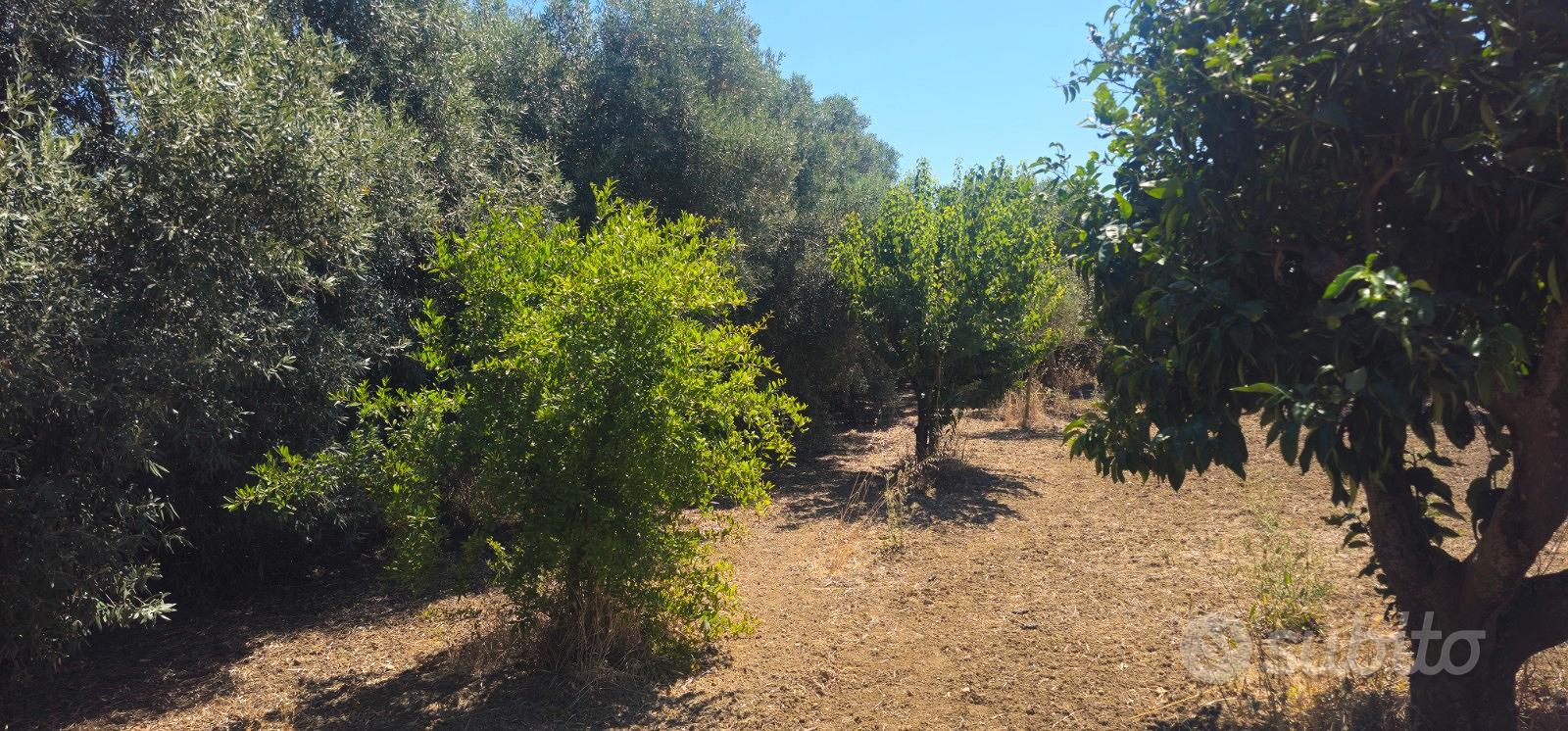Terreno agricolo piantumato 1500 mq - Altro