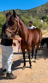 Mini trotter