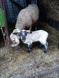 Agnelli pecore lacaune suffolk