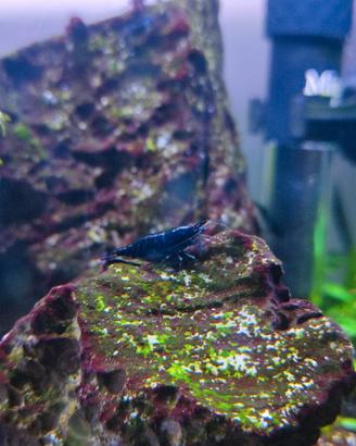 Gamberetti blu