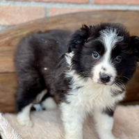 Border collie