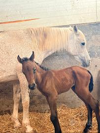 Puledra quarab e cavalla araba orientale
