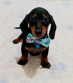Cuccioli di bassotto nano