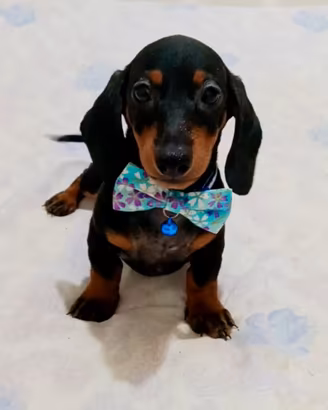 Cuccioli di bassotto nano