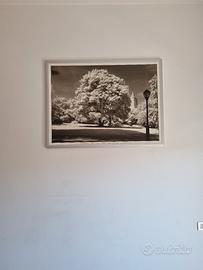 Quadro -  120x 90 'Central Park' - Ikea
