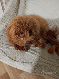 Cucciolo di barboncino toy fulvo