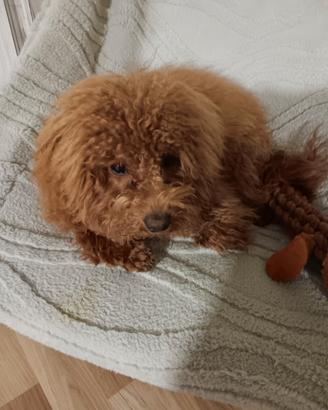Cucciolo di barboncino toy fulvo