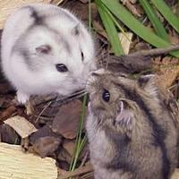 Disponibili criceti russi