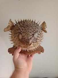 pesce palla con lampada 