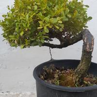 Bonsai - Prebonsai di Bosso 