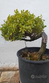 Bonsai - Prebonsai di Bosso 