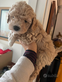 Cucciolo di barboncino