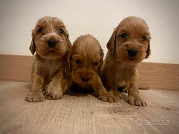 Cuccioli Cocker spaniel
