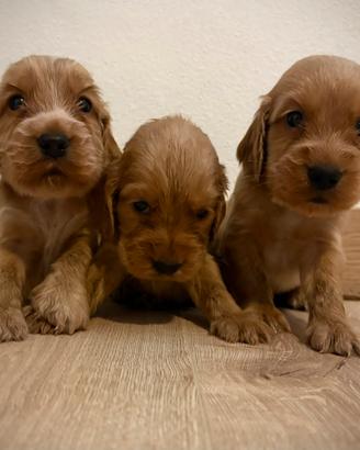 Cuccioli Cocker spaniel