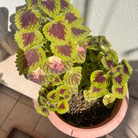 Pianta coleus