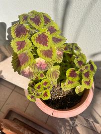 Pianta coleus