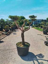 ulivi macrobonsai