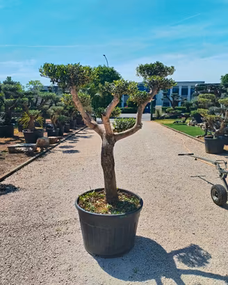 ulivi macrobonsai