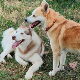 Si prenotano cuccioli